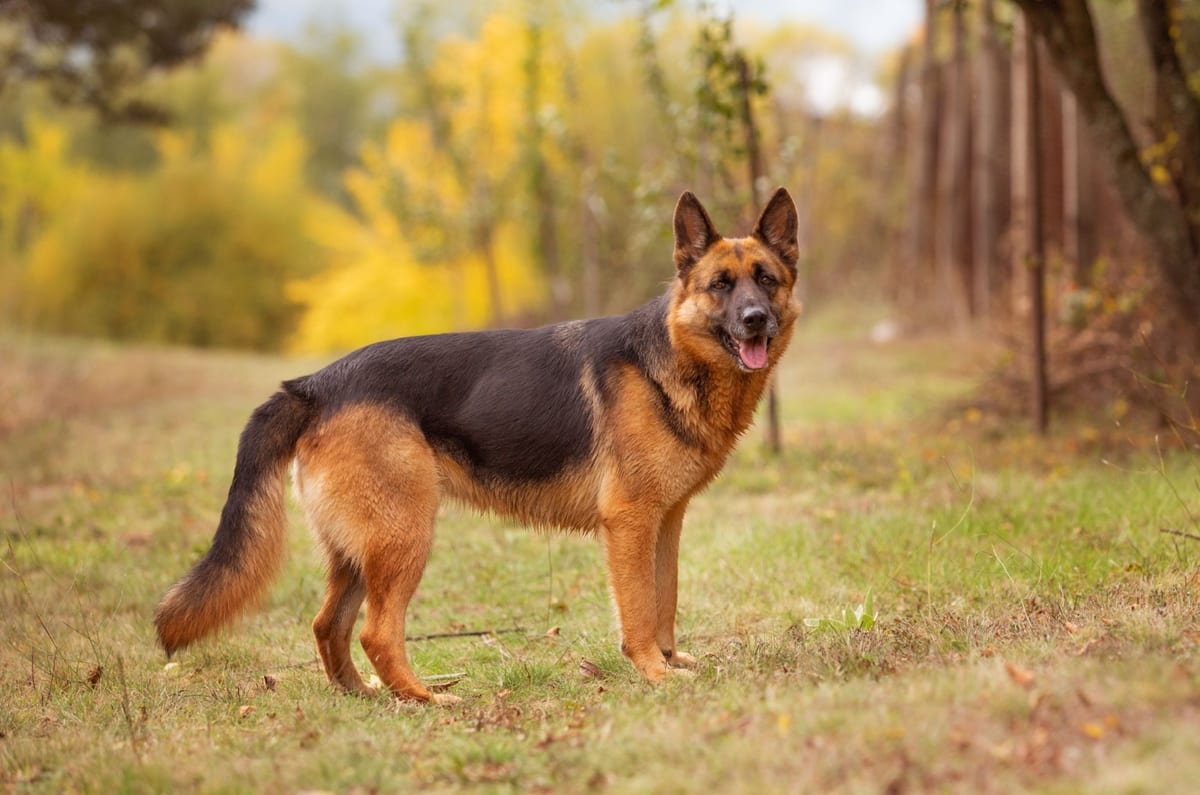 German Shepherd
